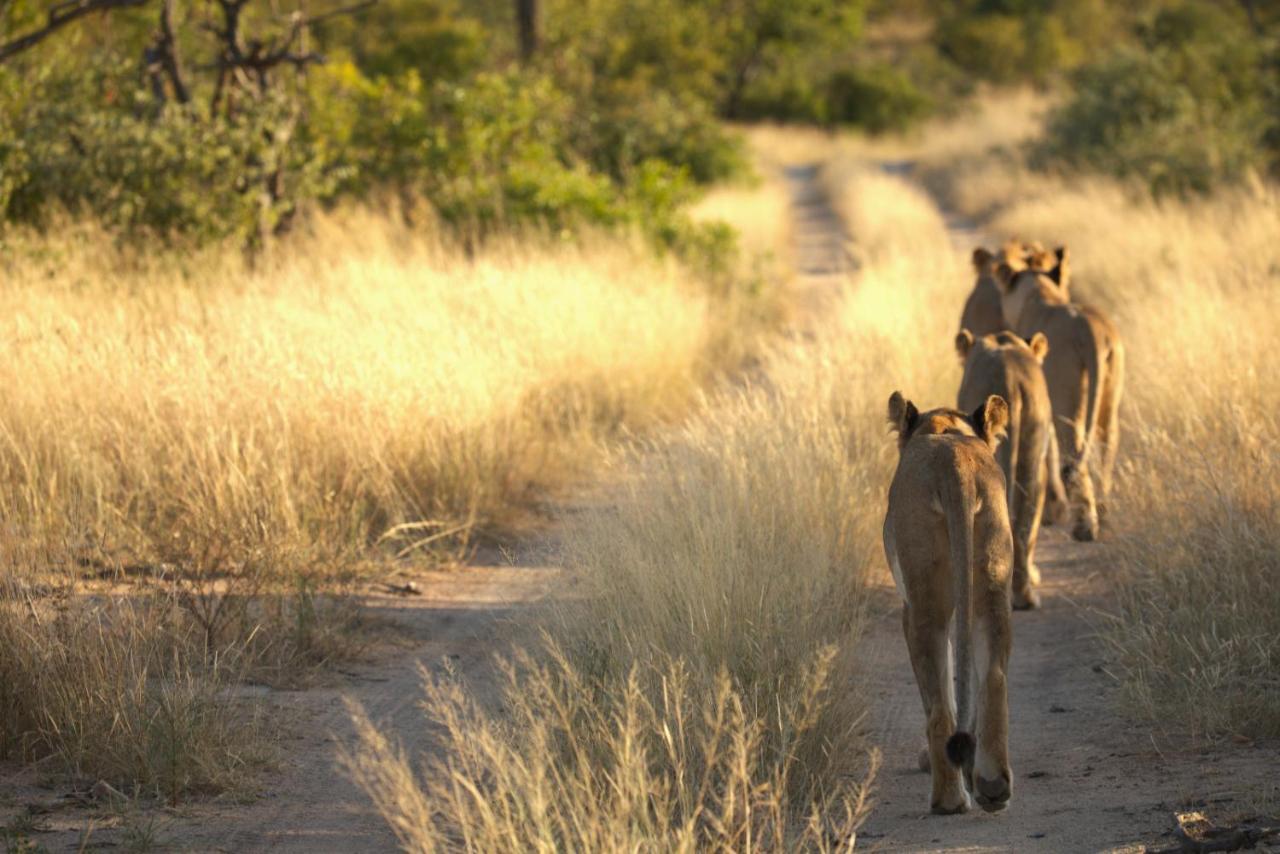 Imagine Africa Luxury Tented Camp Balule Game Reserve Exterior photo