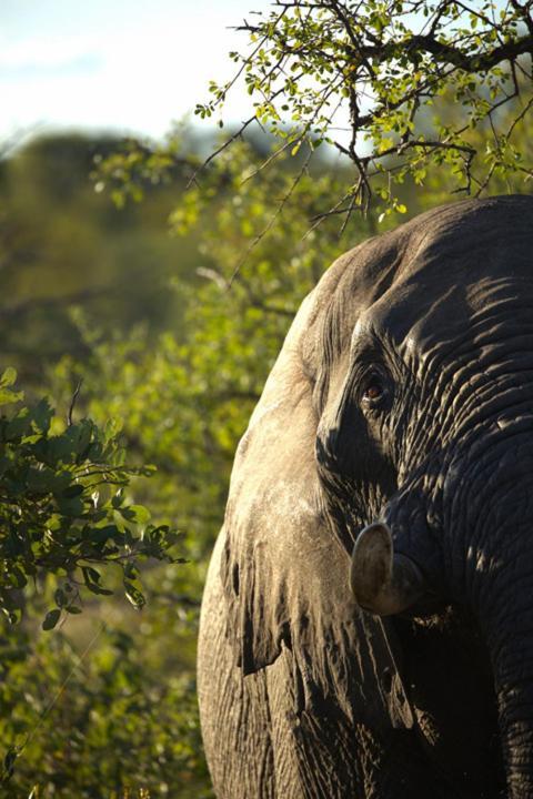 Imagine Africa Luxury Tented Camp Balule Game Reserve Exterior photo