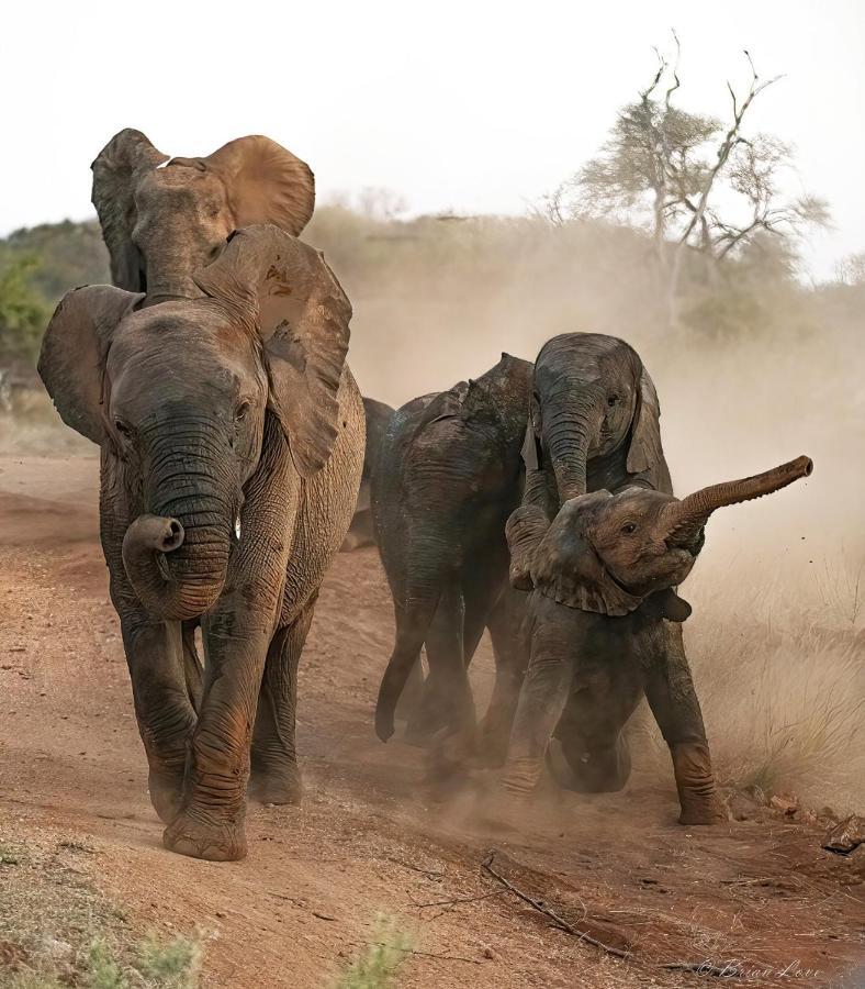 Imagine Africa Luxury Tented Camp Balule Game Reserve Exterior photo